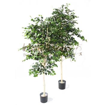 Mur végétal et plante stabilisée à Saint-Malo, Bretagne