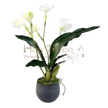 BOUQUET LYCASTE EN POT GRAPHITE