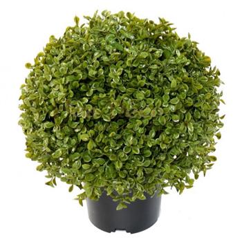 BUIS BOULE STK POT