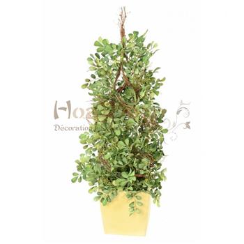 BUIS BOXWOOD
