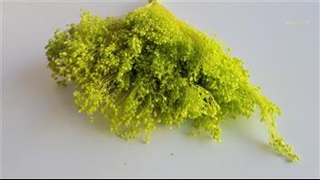 Broom jaune (gypsophile) végétaux stabilisés fleurs Hoa Déco
