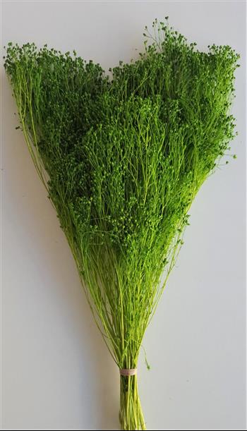 Broom vert clair (gypsophile) végétaux stabilisés fleurs Hoa Déco