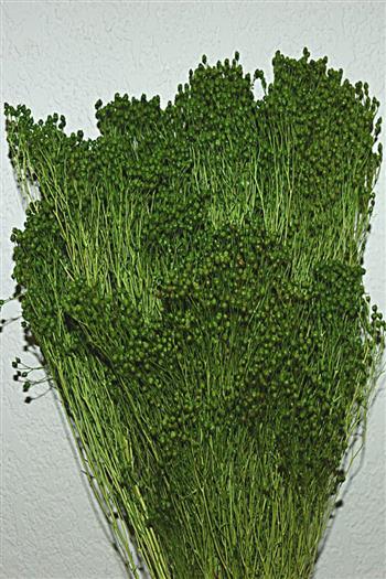 Broom vert clair (gypsophile) végétaux stabilisés fleurs Hoa Déco