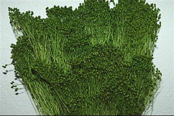 Broom vert clair (gypsophile) végétaux stabilisés fleurs Hoa Déco