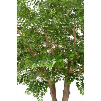 Mur végétal et plante stabilisée à Saint-Malo, Bretagne