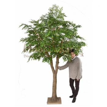 Mur végétal et plante stabilisée à Saint-Malo, Bretagne