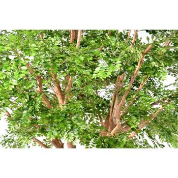 Mur végétal et plante stabilisée à Saint-Malo, Bretagne