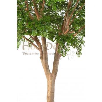 Mur végétal et plante stabilisée à Saint-Malo, Bretagne