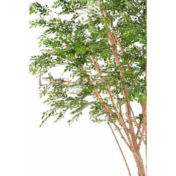 Mur végétal et plante stabilisée à Saint-Malo, Bretagne