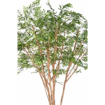 Mur végétal et plante stabilisée à Saint-Malo, Bretagne