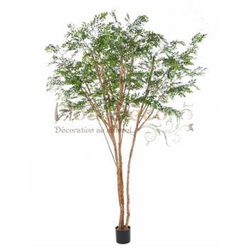 Mur végétal et plante stabilisée à Saint-Malo, Bretagne