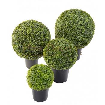 BUIS BOULE POT