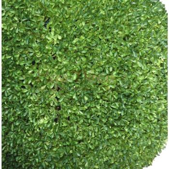BUIS BOULE SEMPERVIRENS