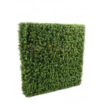 Mur végétal et plante stabilisée à Saint-Malo, Bretagne