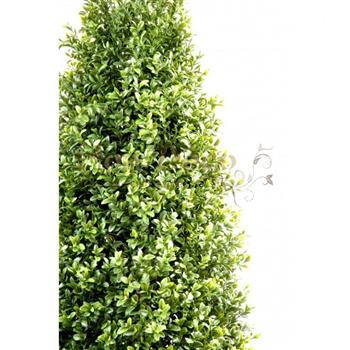 Mur végétal et plante stabilisée à Saint-Malo, Bretagne