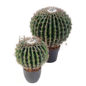 cactus-echino HOA DECO BELLE MERE CACTUS