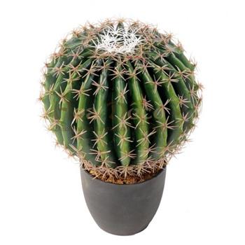 cactus-echino HOA DECO BELLE MERE CACTUS