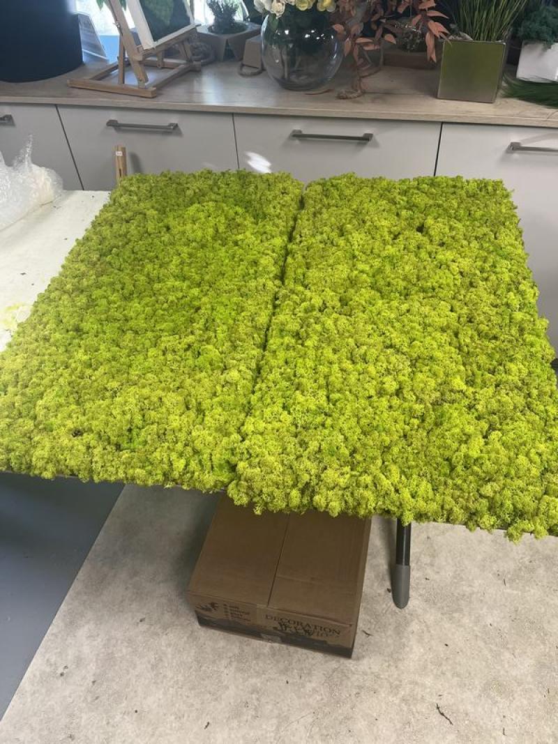 cadres végétaux mix mousses stabilisées hoa deco design art cuisine canope