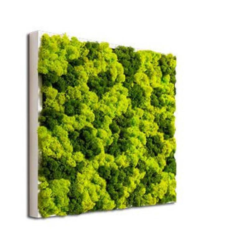 cadres végétaux mix mousses stabilisées hoa deco design art cuisine canope