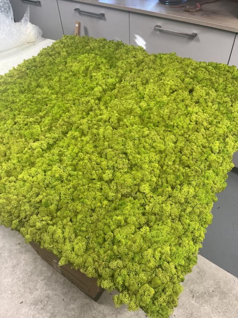 cadre lichen mousse mix melange hoa deco vert citron clair