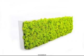 adre_stabilis_lichen_vert_fluo_2