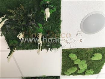 cadre tableau lichen vert citron stabilisé vitrine fond d'ecran Hoa déco atelier design creation mur vegetal stabilisé plafonds suspendus