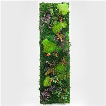Mur végétal et plante stabilisée à Saint-Malo, Bretagne