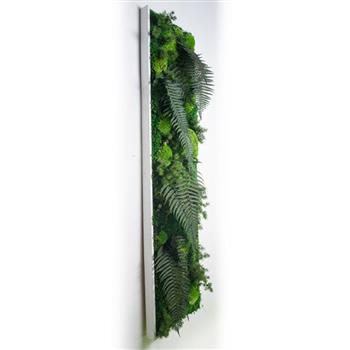 Mur végétal et plante stabilisée à Saint-Malo, Bretagne