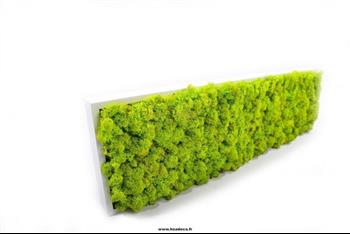 Mur végétal et plante stabilisée à Saint-Malo, Bretagne