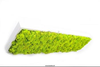 Mur végétal et plante stabilisée à Saint-Malo, Bretagne