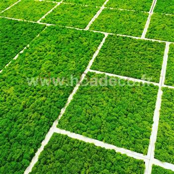Cadres en lichens vert citron Hoa Déco - Connectis 2019 - PRO - Mosaique - Green wall spirit zen cadres tableau vegetaux murs rectangle carré design architecture foret amazonienne MO