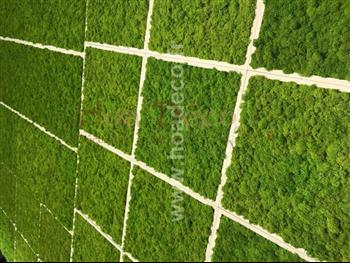 Cadres en lichens vert citron Hoa Déco - Connectis 2019 - PRO - Mosaique - Green wall spirit zen cadres tableau vegetaux murs rectangle carré design architecture foret amazonienne MOUSS