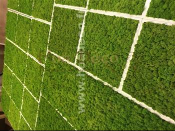 Cadres en lichens vert citron Hoa Déco - Connectis 2019 - PRO - Mosaique - Green wall spirit zen cadres tableau vegetaux murs rectangle carré
