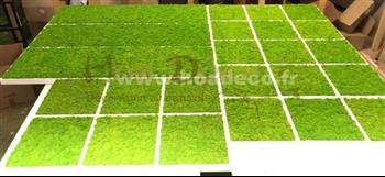 Cadres en lichens vert citron Hoa Déco - Connectis 2019 - PRO - Mosaique - Green wall spirit