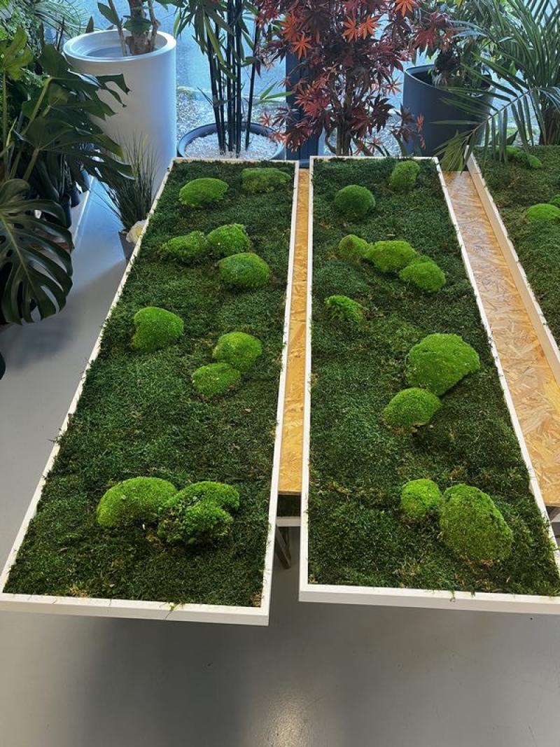 cadre lichen mix melange hoa deco vert citronlichen scandinave premium