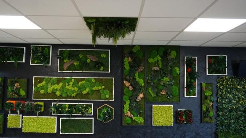 cadres vegetaux stabilisés murs vegetaux mur vegetal hoa deco design interieur