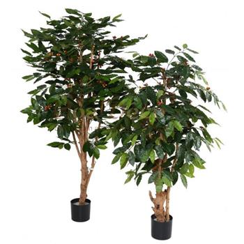 Mur végétal et plante stabilisée à Saint-Malo, Bretagne