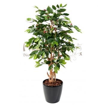 Mur végétal et plante stabilisée à Saint-Malo, Bretagne