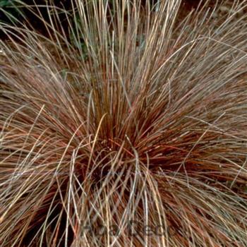 Mur végétal et plante stabilisée à Saint-Malo, Bretagne