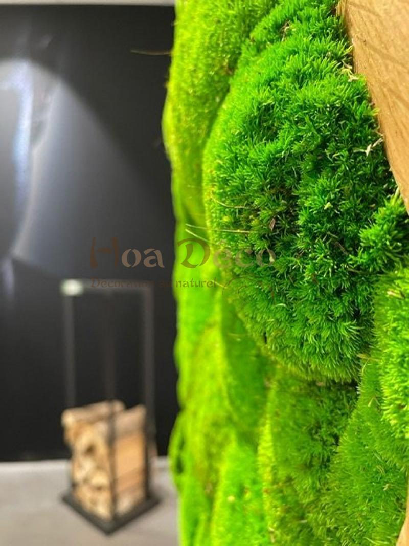 Mur végétal et plante stabilisée à Saint-Malo, Bretagne