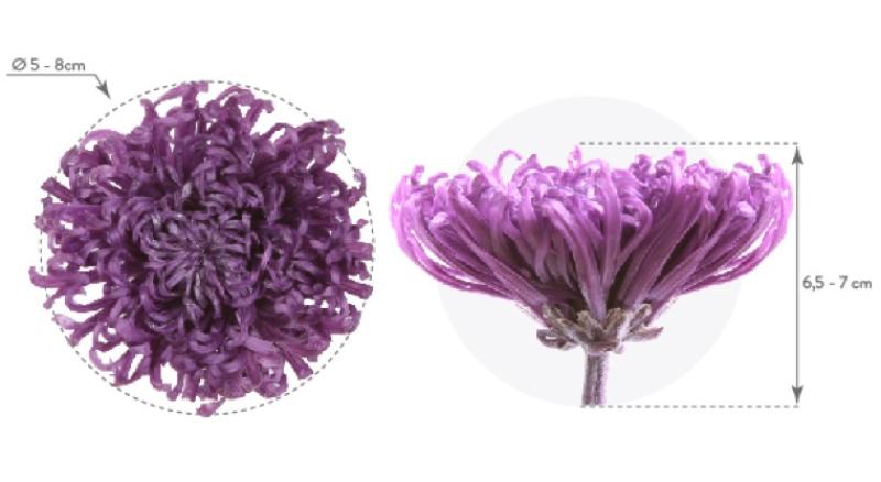 Mur végétal et plante stabilisée à Saint-Malo, Bretagne