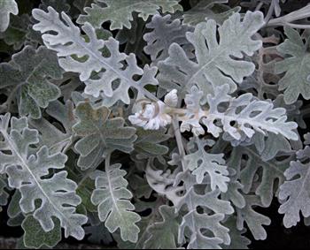 Mur végétal et plante stabilisée à Saint-Malo, Bretagne