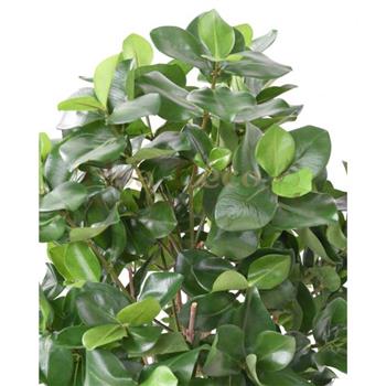 Mur végétal et plante stabilisée à Saint-Malo, Bretagne