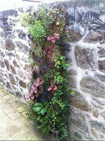 Mur végétal et plante stabilisée à Saint-Malo, Bretagne