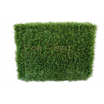 CYPRES MINI HAIE