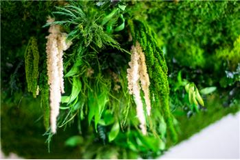 dalle plafond murs vegetaux hoa deco zen spirit attitude professionel particulier decoration interieur Green wall