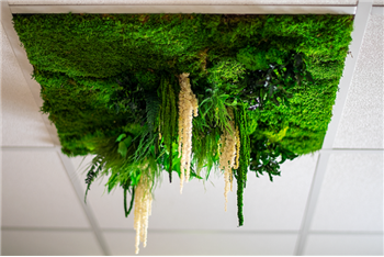 dalle plafond vegetal hoa deco zen spirit attitude professionel particulier decoration interieur Green wall