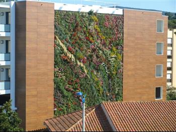 Mur végétal et plante stabilisée à Saint-Malo, Bretagne