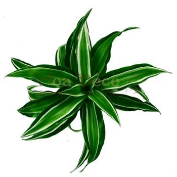 dracaena kanzi hoa deco