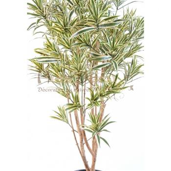 Mur végétal et plante stabilisée à Saint-Malo, Bretagne